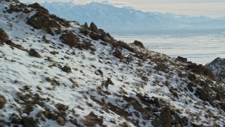 AX125_067E - 5.5K aerial stock footage track a bighorn sheep racing across snow-covered mountain, Antelope Island, Utah