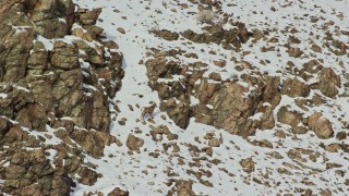 AX125_070 - 5.5K aerial stock footage orbit a bighorn sheep standing on a snowy slope on Antelope Island, Utah