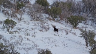 AX126_190E - 5.5K aerial stock footage orbit a lone moose walking through the winter snow, Wasatch Range, Utah