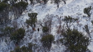 AX126_192 - 5.5K aerial stock footage of a lone moose standing in winter snow, Wasatch Range, Utah