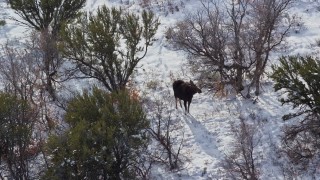 AX126_193 - 5.5K aerial stock footage a slow orbit of a moose standing in winter snow, Wasatch Range, Utah