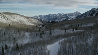 AX126_289 - 5.5K aerial stock footage fly over leafless trees in a winter forest in the mountains, Wasatch Range, Utah