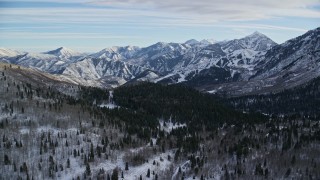 AX126_292 - 5.5K stock footage aerial video approach evergreens and distant snow mountains while flying over leafless trees in winter, Utah