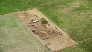 AX130_142 - 5.5K aerial stock footage approach cows and tilt to bird's eye view, Ephraim, Utah