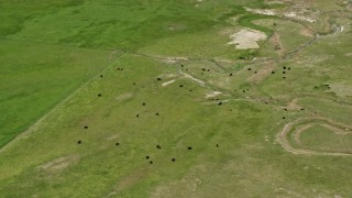AX130_149 - 5.5K aerial stock footage of flying by cows in a field, Manti, Utah
