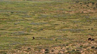 AX135_096E - 5.5K aerial stock footage of circling grazing horses in a desert valley, Monument Valley, Utah, Arizona