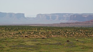 AX135_098 - 5.5K aerial stock footage of orbiting grazing horses, giant buttes in background, Monument Valley, Utah, Arizona