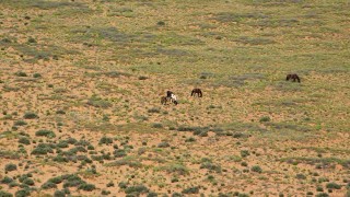 AX135_100 - 5.5K aerial stock footage of grazing horses in a desert valley, Monument Valley, Utah, Arizona