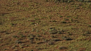 AX138_217E - 5.5K aerial stock footage of tracking pronghorn running through the desert near Moab, Utah