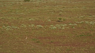 AX138_220E - 5.5K aerial stock footage of two pronghorn racing across the desert near Moab, Utah