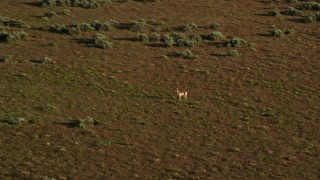 AX138_224 - 5.5K aerial stock footage track a pronghorn racing away near Moab, Utah