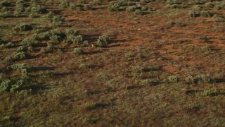 AX138_225 - 5.5K aerial stock footage track a coyote running through desert near Moab, Utah