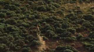 AX138_231 - 5.5K aerial stock footage of tracking a lone pronghorn running through the desert near Moab, Utah