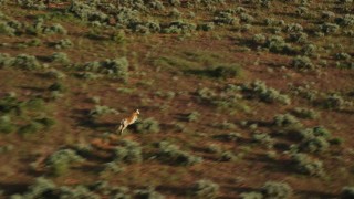 AX138_232 - 5.5K aerial stock footage track lone pronghorn racing through desert near Moab, Utah