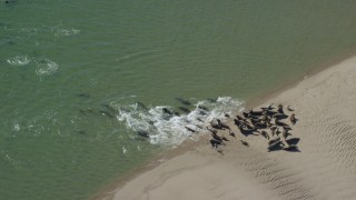 AX144_034 - 5.5K aerial stock footage flying by seals on a beach, Cape Cod, Eastham, Massachusetts