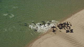 AX144_034E - 5.5K aerial stock footage flying by seals on a beach, Cape Cod, Eastham, Massachusetts