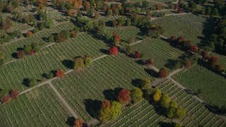 AX147_001 - 6k stock footage aerial video flying over New Calvary Cemetery in autumn, Roslindale, Massachusetts