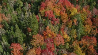 AX148_049E - 6K aerial stock footage of a bird's eye view flying over a colorful forest in autumn, Cushing, Maine