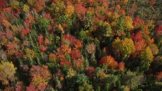 AX148_051 - 6K aerial stock footage of a bird's eye view flying over a colorful forest, autumn, Cushing, Maine