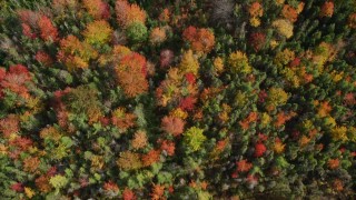 AX148_052E - 6K aerial stock footage of a bird's eye view flying over a colorful forest in autumn, Cushing, Maine