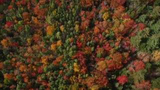 AX148_055E - 6K aerial stock footage of a bird's eye view flying over colorful trees in autumn, Cushing, Maine