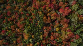 AX148_056 - 6k stock footage aerial video of a bird's eye view flying over a colorful forest, autumn, Cushing, Maine
