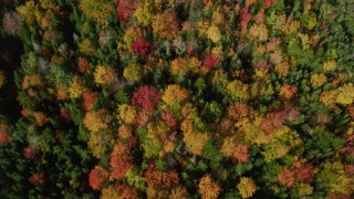 AX148_060 - 6k stock footage aerial video of a bird's eye view flying over colorful forest, autumn, Cushing, Maine