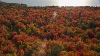 AX149_004 - 5.5K aerial stock footage flying over a forest filled with beautiful fall foliage, Trenton, Maine