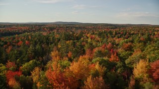 AX149_045 - 5.5K stock footage aerial video flying over colorful fall trees in a forest, autumn, Blue Hill, Maine