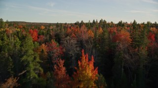 AX149_049E - 5.5K aerial stock footage flying over young trees toward colorful forest, autumn, Blue Hill, Maine