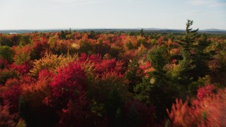 AX149_058 - 5.5K stock footage aerial video flying low over colorful trees in a forest, autumn, Blue Hill, Maine