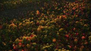 AX149_185 - 5.5K aerial stock footage of a bird's eye view flying over brightly colored forest in autumn, Searsmont, Maine, sunset
