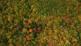 AX150_071 - 5.5K aerial stock footage of a bird's eye view over brightly colored forest in autumn, Buckfield, Maine