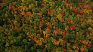 AX150_072 - 5.5K aerial stock footage of a bird's eye view flying over forest of brightly colored trees, autumn, Buckfield, Maine