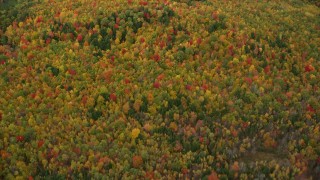 AX150_112E - 5.5K aerial stock footage of a bird's eye view flying over dense, colorful forest in autumn, Norway, Maine