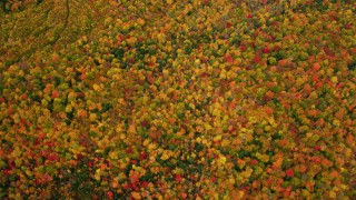 AX150_187 - 5.5K aerial stock footage of a bird's eye view over forest of bright trees, autumn, White Mountains, New Hampshire
