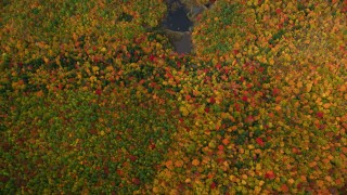AX150_188 - 5.5K aerial stock footage of a bird's eye view over forest, reveal pond, autumn, White Mountains, New Hampshire