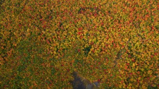 AX150_189 - 5.5K aerial stock footage of a bird's eye view of pond, colorful forest, autumn, White Mountains, New Hampshire