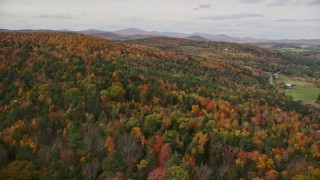 AX150_310E - 5.5K aerial stock footage flying over dense forest of brightly colored trees, autumn, Wells River, Vermont