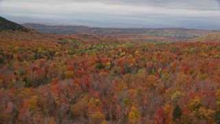 AX150_329E - 5.5K aerial stock footage flying over bright forest in autumn, overcast, Orange, Vermont
