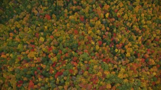 AX151_076 - 5.5K aerial stock footage of a bird's eye view over brightly colored forest, autumn, Croydon, New Hampshire