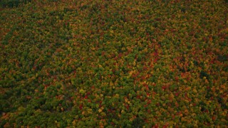 AX151_115 - 5.5K aerial stock footage of a bird's eye view over dense, colorful forest, autumn, Wilmot, New Hampshire
