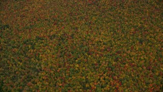 AX151_115E - 5.5K aerial stock footage of a bird's eye view over dense, colorful forest, autumn, Wilmot, New Hampshire