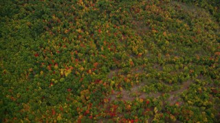 AX151_117 - 5.5K aerial stock footage of a bird's eye view over brightly colored forest, autumn, Wilmot, New Hampshire