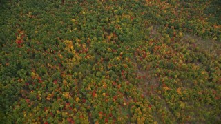 AX151_117E - 5.5K aerial stock footage of a bird's eye view over brightly colored forest, autumn, Wilmot, New Hampshire