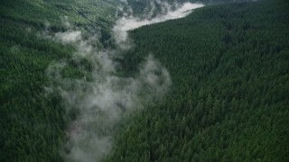 AX154_053E - 5.5K aerial stock footage of bird's eye view of mist over a creek, and evergreen forest in the Cascade Range, Hood River County, Oregon