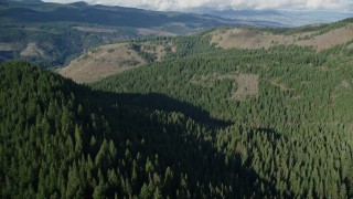 AX154_145 - 5.5K aerial stock footage flying over evergreen forest to approach clear cut logging areas near Dee, Oregon