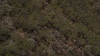 AX42_007 - 5K aerial stock footage of tracking a hawk flying over scorched slopes and surviving trees in the Santa Monica Mountains, California