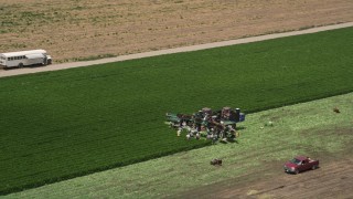 AX42_040E - 5K aerial stock footage of orbiting farm workers picking crops from a field, Camarillo, California