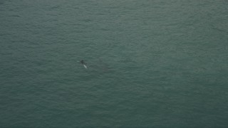 AX42_070 - 5K aerial stock footage track dolphins swimming in the Pacific Ocean near Malibu, California